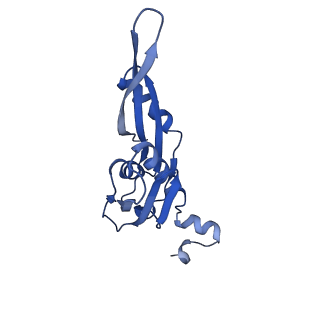 42561_8uu6_e_v1-1
Cryo-EM structure of the ratcheted Listeria innocua 70S ribosome in complex with p/E-tRNA (structure II-A)