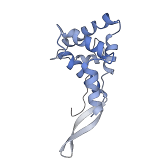 42561_8uu6_g_v1-1
Cryo-EM structure of the ratcheted Listeria innocua 70S ribosome in complex with p/E-tRNA (structure II-A)