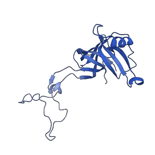 42566_8uu7_D_v1-1
Cryo-EM structure of the Listeria innocua 70S ribosome in complex with HflXr, HPF, and E-site tRNA (structure II-B)