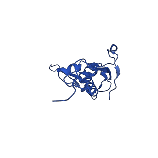 42566_8uu7_L_v1-1
Cryo-EM structure of the Listeria innocua 70S ribosome in complex with HflXr, HPF, and E-site tRNA (structure II-B)