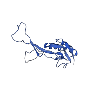 42566_8uu7_O_v1-1
Cryo-EM structure of the Listeria innocua 70S ribosome in complex with HflXr, HPF, and E-site tRNA (structure II-B)