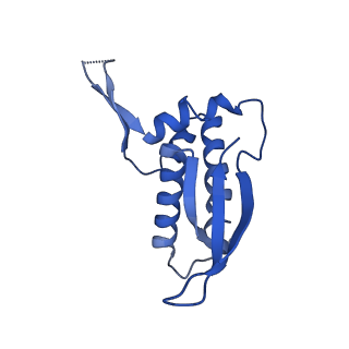 42566_8uu7_P_v1-1
Cryo-EM structure of the Listeria innocua 70S ribosome in complex with HflXr, HPF, and E-site tRNA (structure II-B)