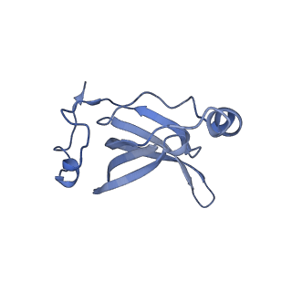 42566_8uu7_R_v1-1
Cryo-EM structure of the Listeria innocua 70S ribosome in complex with HflXr, HPF, and E-site tRNA (structure II-B)