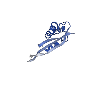 42566_8uu7_U_v1-1
Cryo-EM structure of the Listeria innocua 70S ribosome in complex with HflXr, HPF, and E-site tRNA (structure II-B)