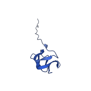 42566_8uu7_Y_v1-1
Cryo-EM structure of the Listeria innocua 70S ribosome in complex with HflXr, HPF, and E-site tRNA (structure II-B)