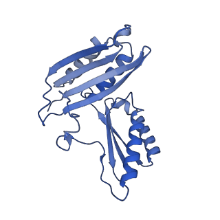 42566_8uu7_c_v1-1
Cryo-EM structure of the Listeria innocua 70S ribosome in complex with HflXr, HPF, and E-site tRNA (structure II-B)