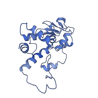 42566_8uu7_d_v1-1
Cryo-EM structure of the Listeria innocua 70S ribosome in complex with HflXr, HPF, and E-site tRNA (structure II-B)