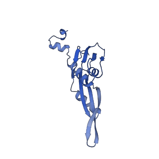 42566_8uu7_e_v1-1
Cryo-EM structure of the Listeria innocua 70S ribosome in complex with HflXr, HPF, and E-site tRNA (structure II-B)