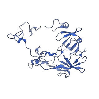 42571_8uu8_C_v1-1
Cryo-EM structure of the Listeria innocua 70S ribosome (head-swiveled) in complex with HflXr and pe/E-tRNA (structure II-C)