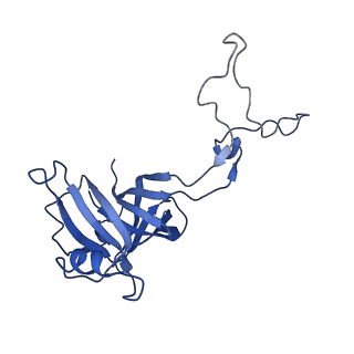 42571_8uu8_D_v1-1
Cryo-EM structure of the Listeria innocua 70S ribosome (head-swiveled) in complex with HflXr and pe/E-tRNA (structure II-C)