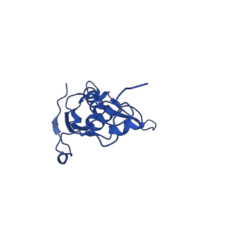 42571_8uu8_L_v1-1
Cryo-EM structure of the Listeria innocua 70S ribosome (head-swiveled) in complex with HflXr and pe/E-tRNA (structure II-C)