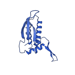 42571_8uu8_P_v1-1
Cryo-EM structure of the Listeria innocua 70S ribosome (head-swiveled) in complex with HflXr and pe/E-tRNA (structure II-C)