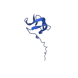 42571_8uu8_Y_v1-1
Cryo-EM structure of the Listeria innocua 70S ribosome (head-swiveled) in complex with HflXr and pe/E-tRNA (structure II-C)