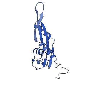 42571_8uu8_e_v1-1
Cryo-EM structure of the Listeria innocua 70S ribosome (head-swiveled) in complex with HflXr and pe/E-tRNA (structure II-C)