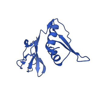 42571_8uu8_h_v1-1
Cryo-EM structure of the Listeria innocua 70S ribosome (head-swiveled) in complex with HflXr and pe/E-tRNA (structure II-C)