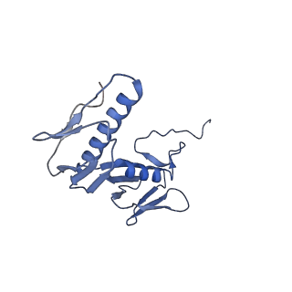 42576_8uu9_G_v1-1
Cryo-EM structure of the ratcheted Listeria innocua 70S ribosome (head-swiveled) in complex with HflXr and pe/E-tRNA (structure II-D)