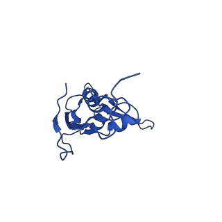 42576_8uu9_L_v1-1
Cryo-EM structure of the ratcheted Listeria innocua 70S ribosome (head-swiveled) in complex with HflXr and pe/E-tRNA (structure II-D)