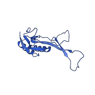 42576_8uu9_O_v1-1
Cryo-EM structure of the ratcheted Listeria innocua 70S ribosome (head-swiveled) in complex with HflXr and pe/E-tRNA (structure II-D)