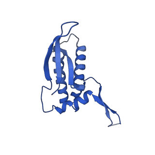 42576_8uu9_P_v1-1
Cryo-EM structure of the ratcheted Listeria innocua 70S ribosome (head-swiveled) in complex with HflXr and pe/E-tRNA (structure II-D)