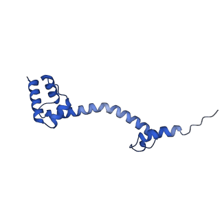 42576_8uu9_S_v1-1
Cryo-EM structure of the ratcheted Listeria innocua 70S ribosome (head-swiveled) in complex with HflXr and pe/E-tRNA (structure II-D)