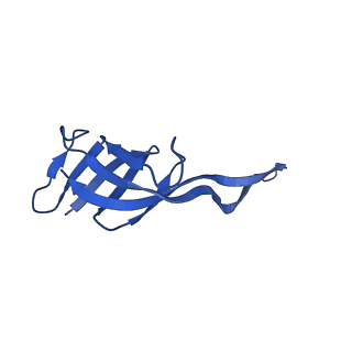 42576_8uu9_T_v1-1
Cryo-EM structure of the ratcheted Listeria innocua 70S ribosome (head-swiveled) in complex with HflXr and pe/E-tRNA (structure II-D)