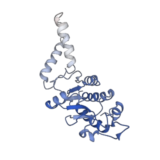 42576_8uu9_b_v1-1
Cryo-EM structure of the ratcheted Listeria innocua 70S ribosome (head-swiveled) in complex with HflXr and pe/E-tRNA (structure II-D)