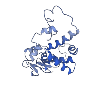 42576_8uu9_d_v1-1
Cryo-EM structure of the ratcheted Listeria innocua 70S ribosome (head-swiveled) in complex with HflXr and pe/E-tRNA (structure II-D)