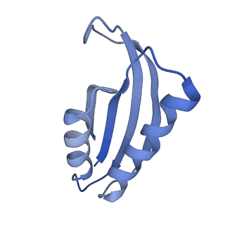 42576_8uu9_f_v1-1
Cryo-EM structure of the ratcheted Listeria innocua 70S ribosome (head-swiveled) in complex with HflXr and pe/E-tRNA (structure II-D)