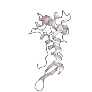 42576_8uu9_g_v1-1
Cryo-EM structure of the ratcheted Listeria innocua 70S ribosome (head-swiveled) in complex with HflXr and pe/E-tRNA (structure II-D)