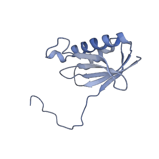 42576_8uu9_k_v1-1
Cryo-EM structure of the ratcheted Listeria innocua 70S ribosome (head-swiveled) in complex with HflXr and pe/E-tRNA (structure II-D)