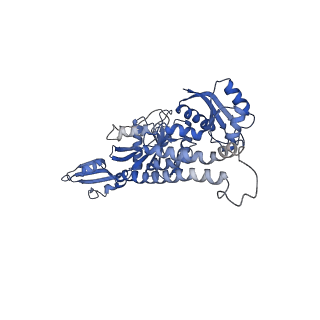 42576_8uu9_v_v1-1
Cryo-EM structure of the ratcheted Listeria innocua 70S ribosome (head-swiveled) in complex with HflXr and pe/E-tRNA (structure II-D)