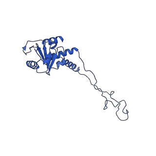 42577_8uua_E_v1-1
Cryo-EM structure of the Listeria innocua 50S ribosomal subunit in complex with HflXr (structure III)