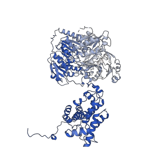 20904_6uv5_D_v1-2
Structure of human ATP citrate lyase in complex with acetyl-CoA and oxaloacetate