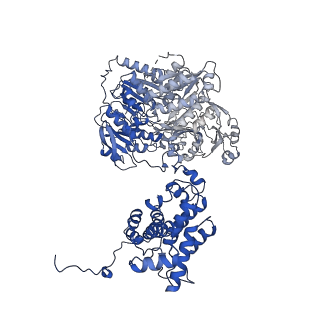 20904_6uv5_D_v1-3
Structure of human ATP citrate lyase in complex with acetyl-CoA and oxaloacetate