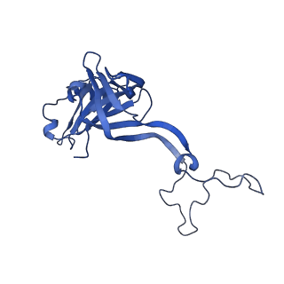 26817_7uvv_D_v1-1
A. baumannii ribosome-Streptothricin-F complex: 70S with P-site tRNA