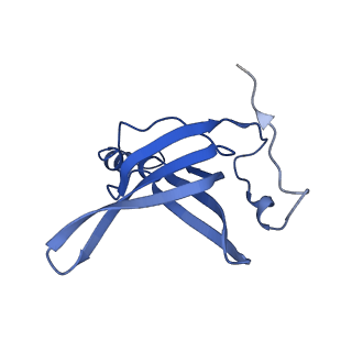 26817_7uvv_O_v1-1
A. baumannii ribosome-Streptothricin-F complex: 70S with P-site tRNA