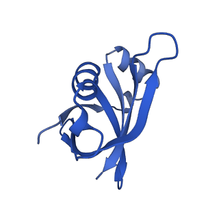 26817_7uvv_U_v1-1
A. baumannii ribosome-Streptothricin-F complex: 70S with P-site tRNA