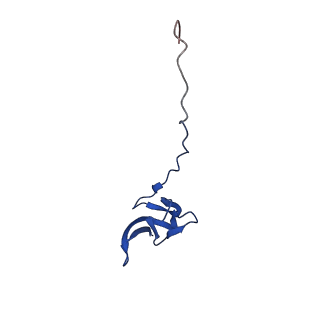 26817_7uvv_V_v1-1
A. baumannii ribosome-Streptothricin-F complex: 70S with P-site tRNA