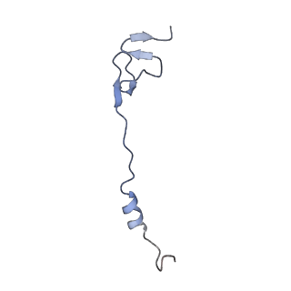 26817_7uvv_Z_v1-1
A. baumannii ribosome-Streptothricin-F complex: 70S with P-site tRNA