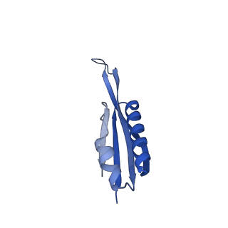 26817_7uvv_j_v1-1
A. baumannii ribosome-Streptothricin-F complex: 70S with P-site tRNA
