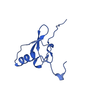 26817_7uvv_s_v1-1
A. baumannii ribosome-Streptothricin-F complex: 70S with P-site tRNA