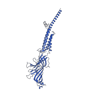 20928_6uwz_E_v1-2
Cryo-EM structure of Torpedo acetylcholine receptor in complex with alpha-bungarotoxin