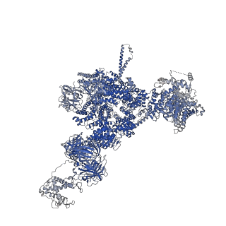 42759_8uxc_C_v1-0
Structure of PKA phosphorylated human RyR2-R420Q in the primed state