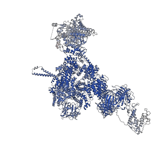 42762_8uxf_D_v1-0
Structure of PKA phosphorylated human RyR2-R420W in the primed state