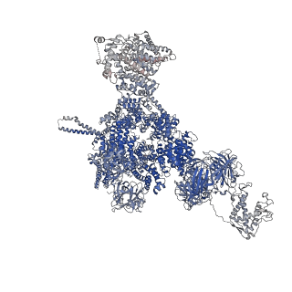 42764_8uxh_D_v1-0
Structure of PKA phosphorylated human RyR2-R420W in the primed state in the presence of calcium
