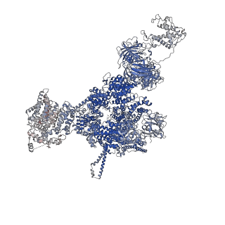 42765_8uxi_A_v1-0
Structure of PKA phosphorylated human RyR2-R420W in the open state in the presence of calcium