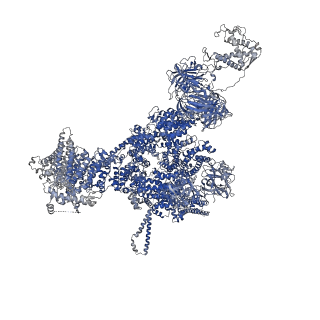 42768_8uxl_A_v1-0
Structure of PKA phosphorylated human RyR2-R420W in the primed state in the presence of calcium and calmodulin