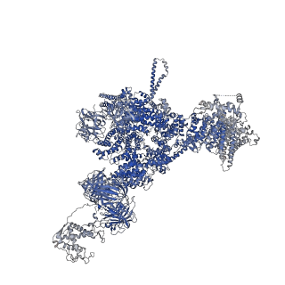 42768_8uxl_C_v1-0
Structure of PKA phosphorylated human RyR2-R420W in the primed state in the presence of calcium and calmodulin