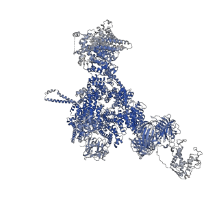 42768_8uxl_D_v1-0
Structure of PKA phosphorylated human RyR2-R420W in the primed state in the presence of calcium and calmodulin