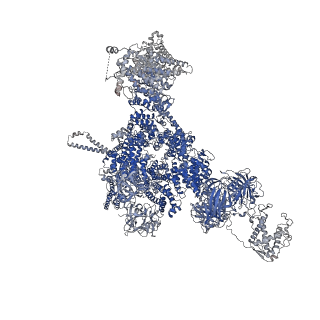42769_8uxm_D_v1-0
Structure of PKA phosphorylated human RyR2-R420W in the open state in the presence of calcium and calmodulin
